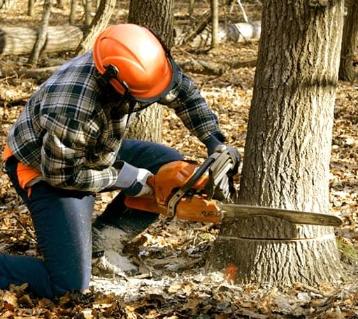 Tree Removal in Mount Pulaski, IL